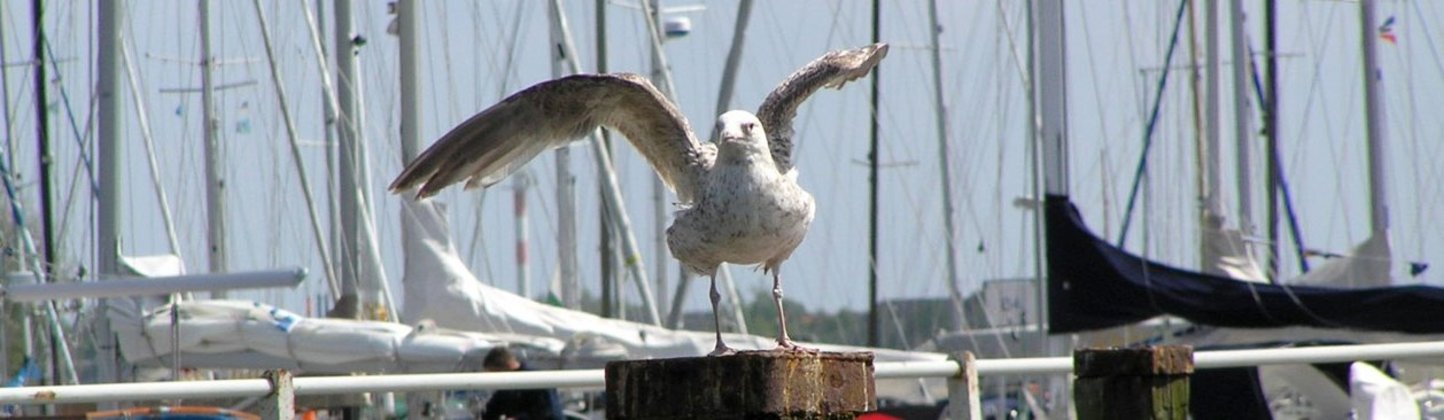 im Vordergrund eine Möwe mit ausgebreiteten Flügeln, im Hintergrund Boote